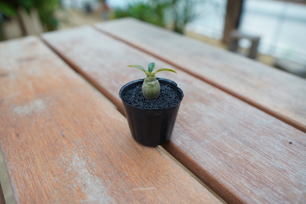 パキポディウム ウィンゾリー 沖縄実生株 | mana's farm:塊根植物