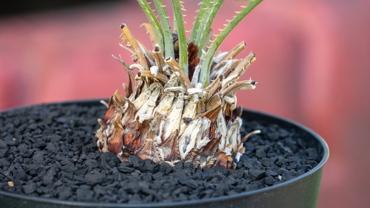 サイカス　カイルンシアナM1 サイカス カイルンシアナM1