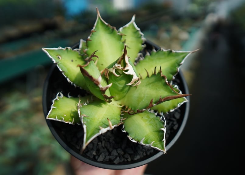 アガベ チタノタ レッドキャットウィーズル Agave titanota Red catwee...