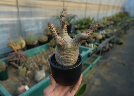 パキポディウム マカイエンセ　Pachypodium makayense　No.7