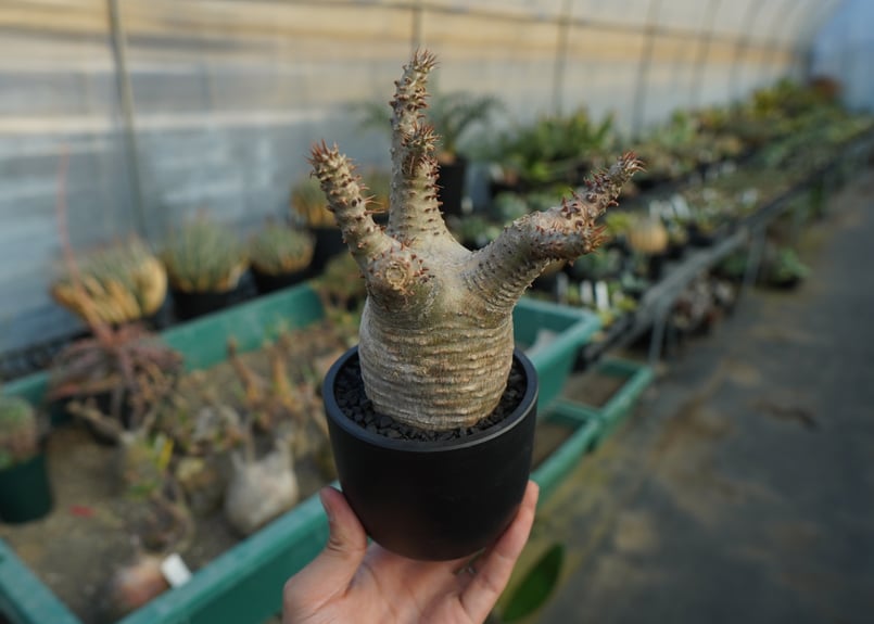 パキポディウム マカイエンセ Pachypodium makayense No.7 | man
