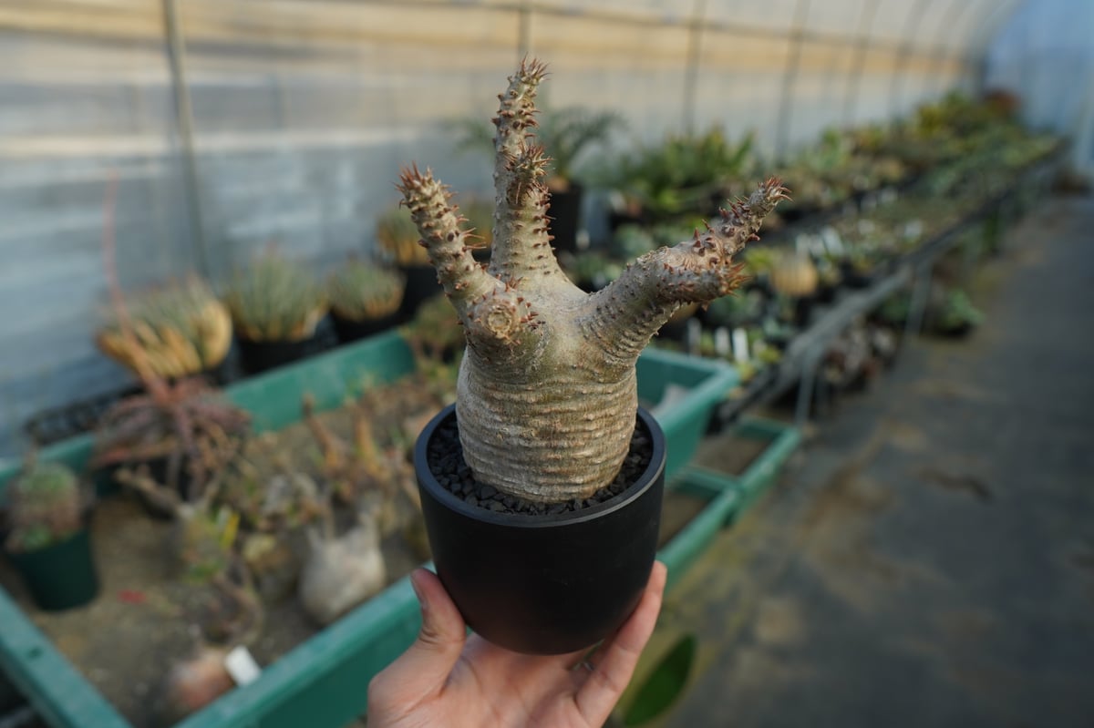 パキポディウム マカイエンセ Pachypodium makayense No.7 | man