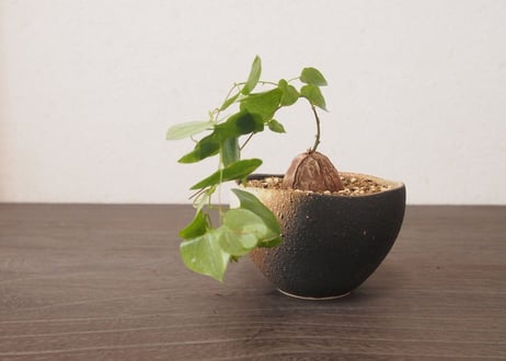 亀甲竜 ディオスコレア エレファンティペス dioscorea elephantipes no.4