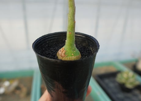 アデニア　グラウカ　Adenia glauca