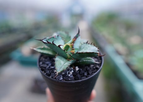 アガベ　チタノタ　 ブラックアンドブルー 　Agave titanota black and blue　No.5