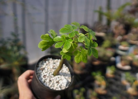 アデニア　グラウカ　Adenia glauca