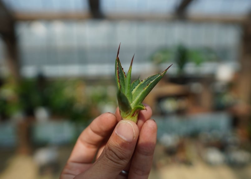 アガベ サングロー Agave Sun Glow No.1 | mana's farm:塊根