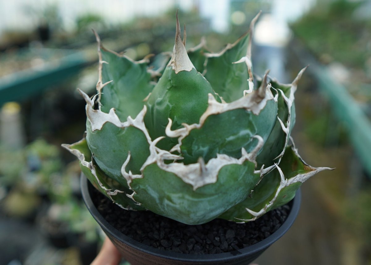 アガベ チタノタ 白鯨 Agave titanota White whale | mana's...