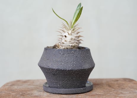 Pachypodium densiflorum　 №1