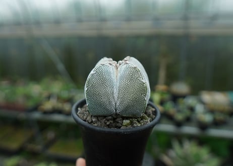 恩塚鸞鳳玉　Astrophytum myriostigma cv.