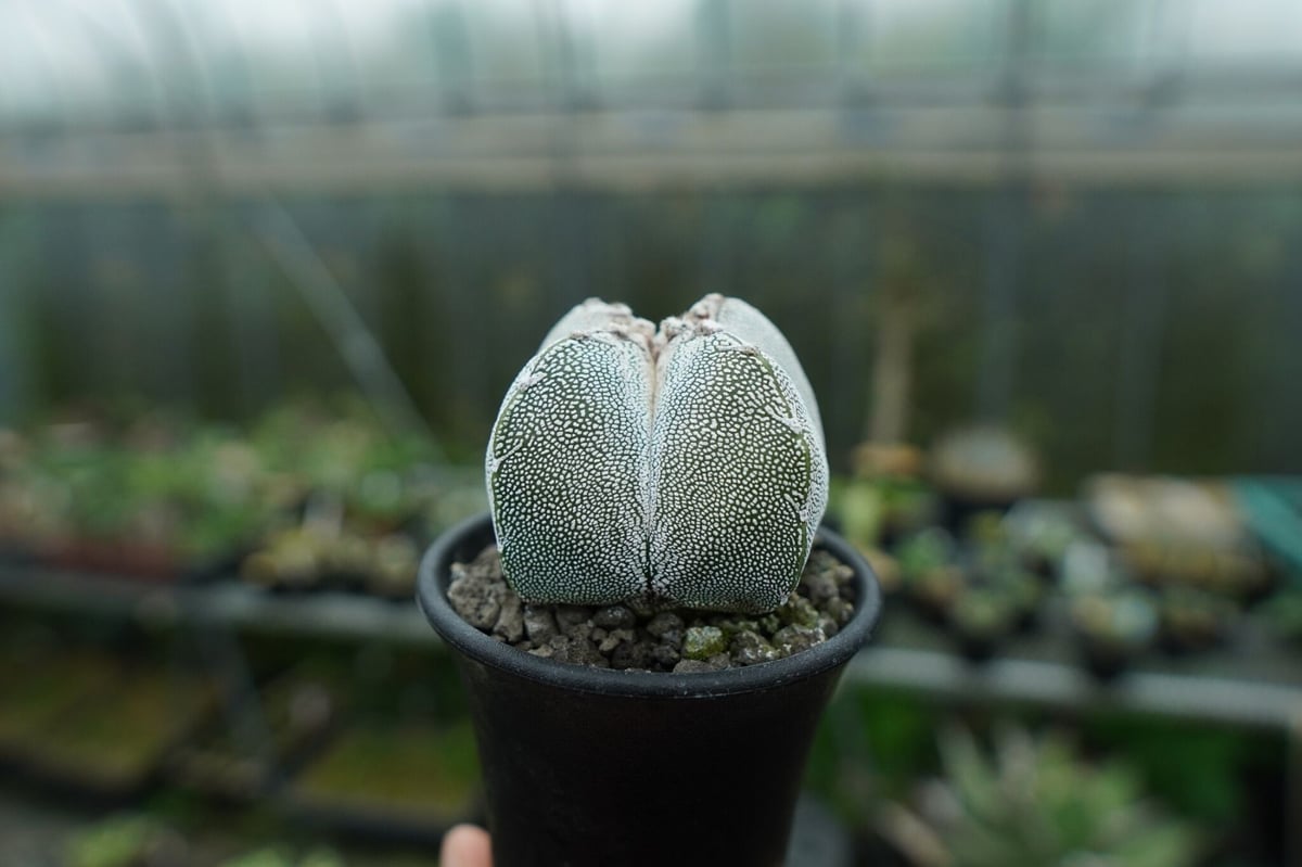 恩塚鸞鳳玉 Astrophytum myriostigma cv. | mana's farm