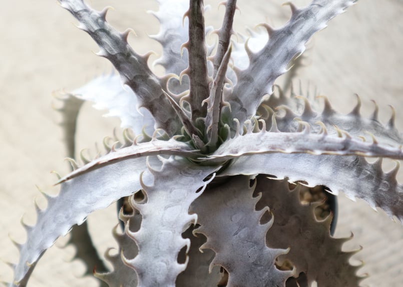 ディッキア dyckia goehringii new × Bone | mana's far