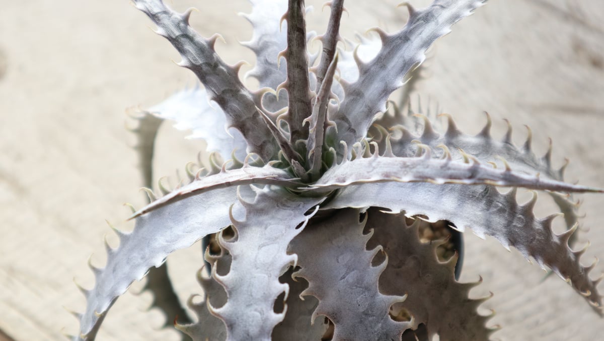 ディッキア dyckia goehringii new × Bone | mana's far