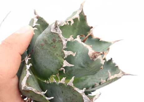 Agave titanota FO-76 compacta dwarf  no.７