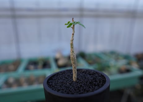 ブルセラ ヒンドシアナ Bursera hindsiana