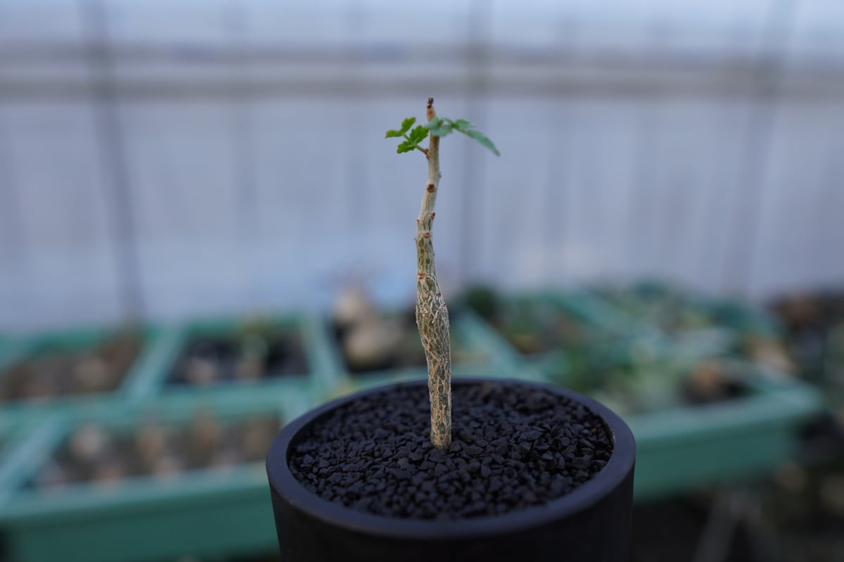 ブルセラ ヒンドシアナ Bursera hindsiana | mana's farm:塊根植