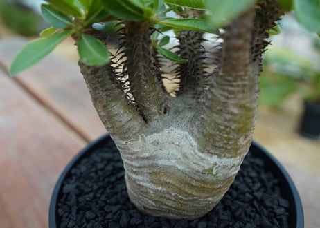 パキポディウム マカイエンセ　Pachypodium makayense　No.7