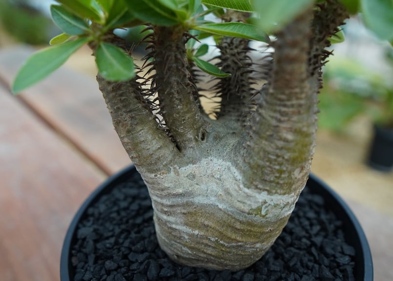 パキポディウム マカイエンセ Pachypodium makayense No.7 | man