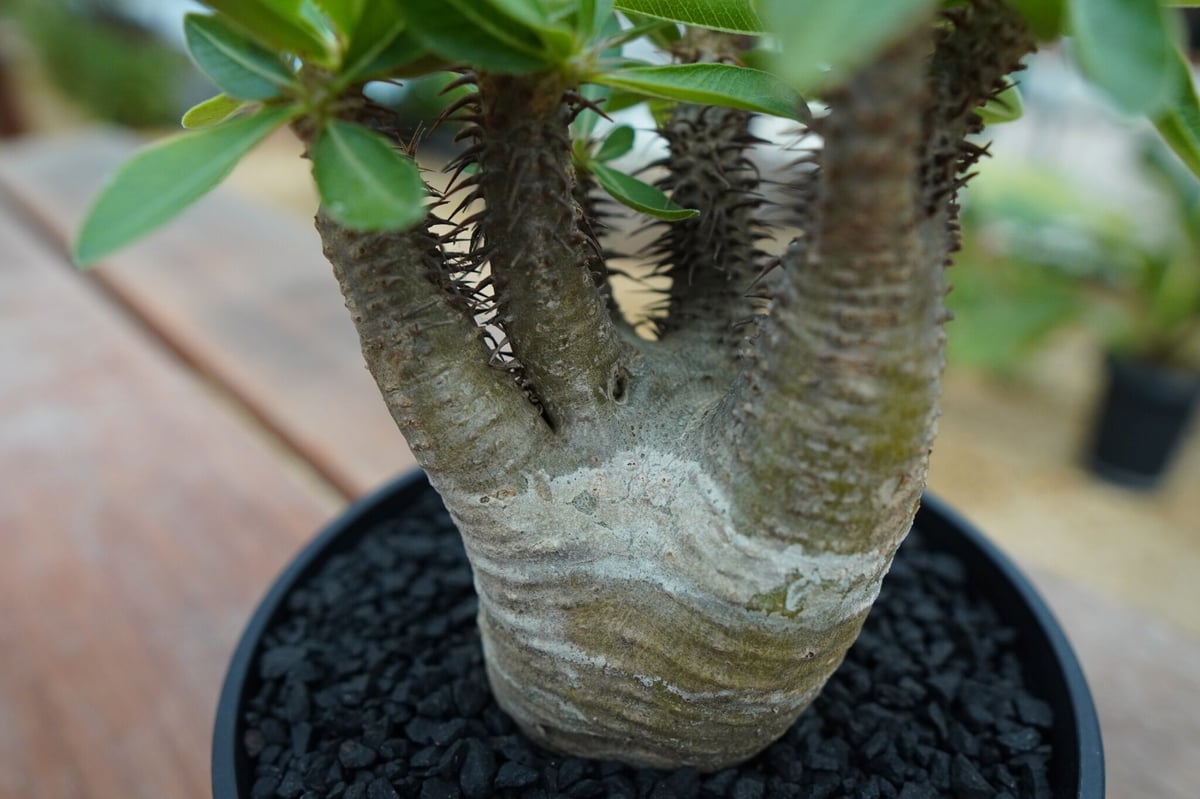 パキポディウム マカイエンセ Pachypodium makayense No.7 | man
