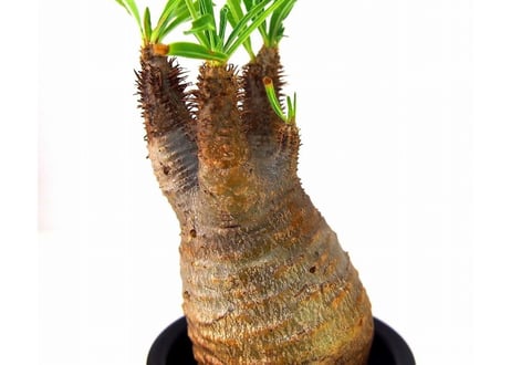 Pachypodium Gracilius パキポディウム  グラキリス  №2 little