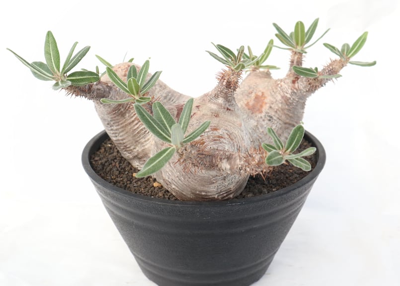 パキポディウム ブレビカリックス | mana's green:塊根植物販売 パキポディウム ブレビカリックス | mana's green:塊根植物販売