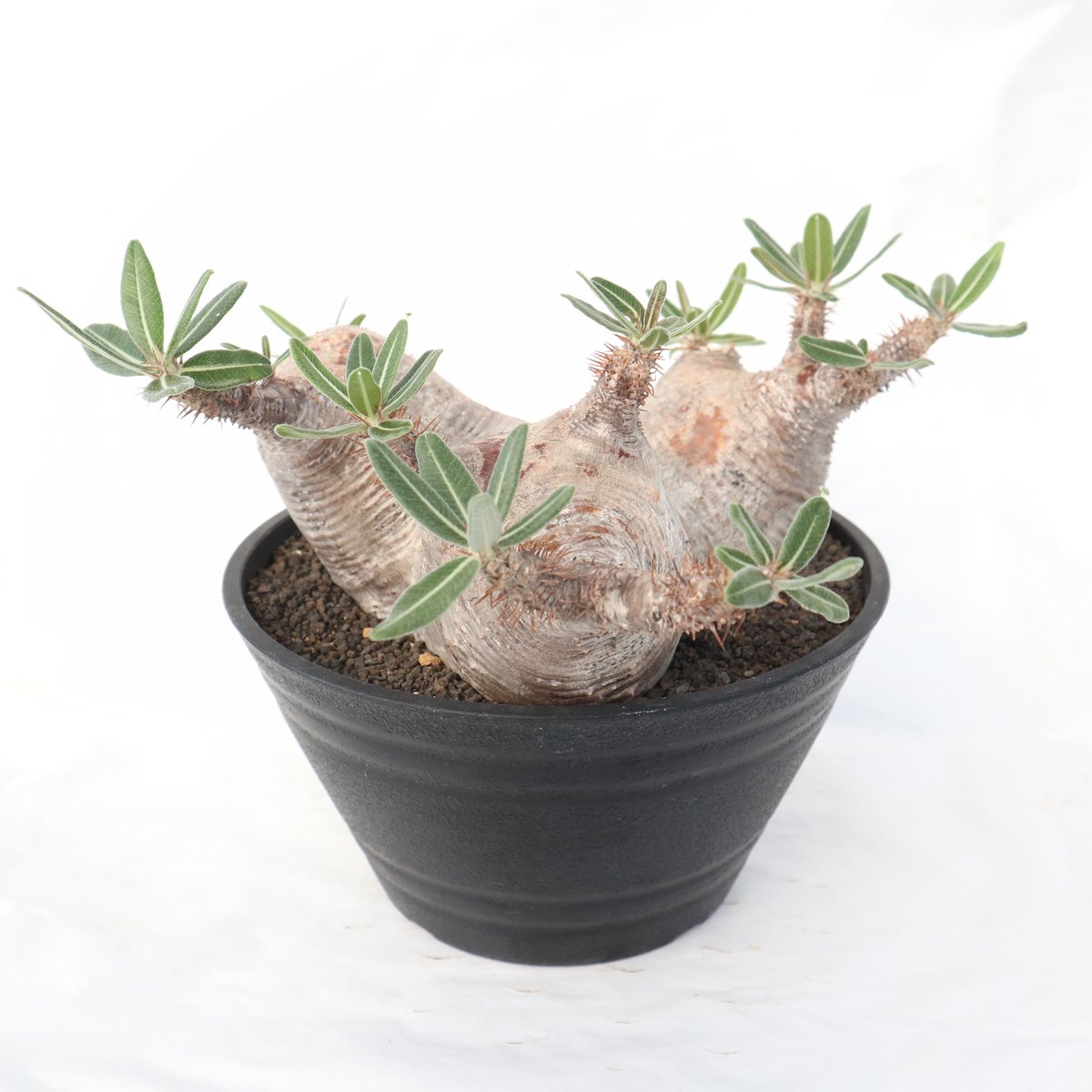 パキポディウム ブレビカリックス | mana's farm:塊根植物