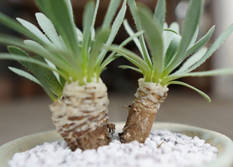 オトンナ レトロルサ Othonna retrorsa | mana's farm:塊根植物・