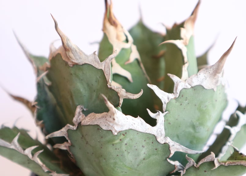 アガベ チタノタ シエラミクスティカ no.2 | mana's farm:塊根植物