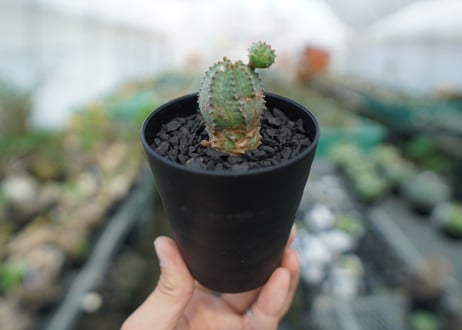 ユーフォルビア　オベサブロー　Euphorbia ObesaBlow