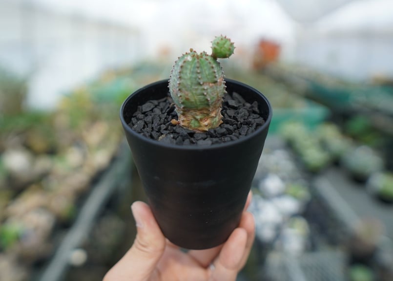 ユーフォルビア オベサブロー Euphorbia ObesaBlow | mana's far