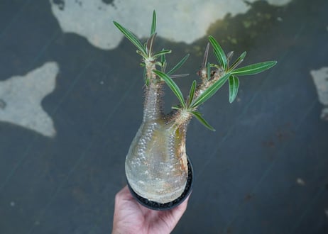 パキポディウム　グラキリス　Pachypodium gracilius　No.2