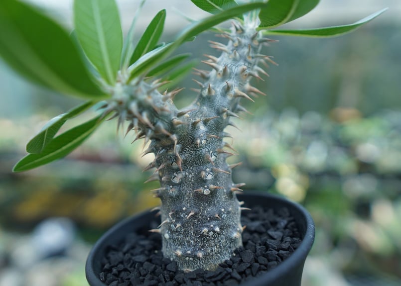 パキポディウム 伊藤ハイブリッド パキポディウム 伊藤ハイブリッド Pachypodium 'Itoh Hybrid' | ma