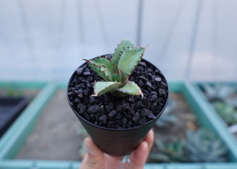 アガベ　チタノタ　姫厳竜　Agave titanota dwarf
