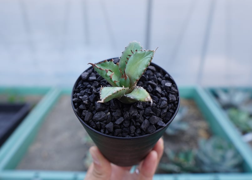 アガベ チタノタ 姫厳竜 Agave titanota dwarf | mana's farm