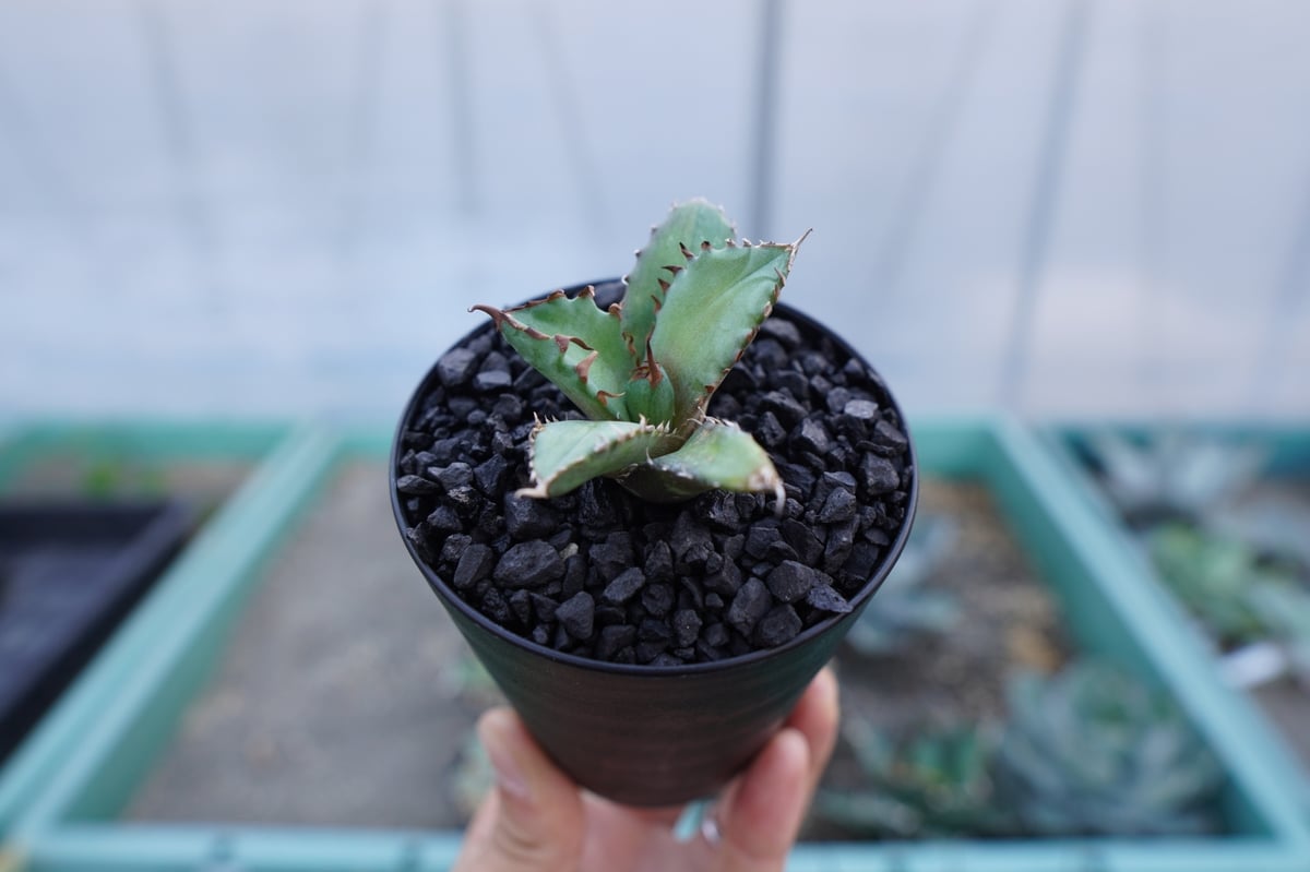 アガベ チタノタ 姫厳竜 Agave titanota dwarf | mana's farm