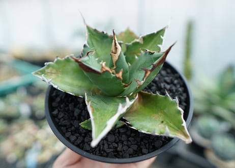 アガベ　チタノタ 　Agave titanota　No.1