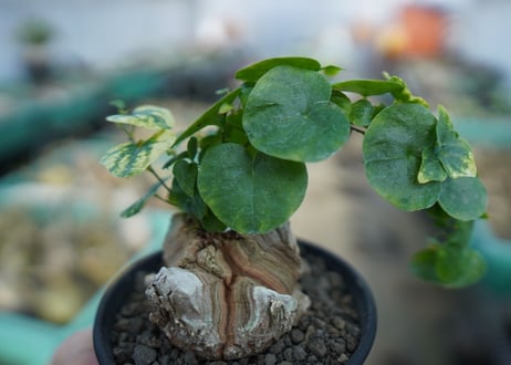 亀甲竜　Dioscorea elephantipes　C2
