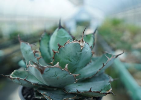 アガベ　チタノタ　 ブラックアンドブルー 　Agave titanota black and blue　No.4
