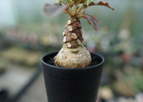 ドルステニア フォエチダ　Dorstenia foetida  斑入り No.1