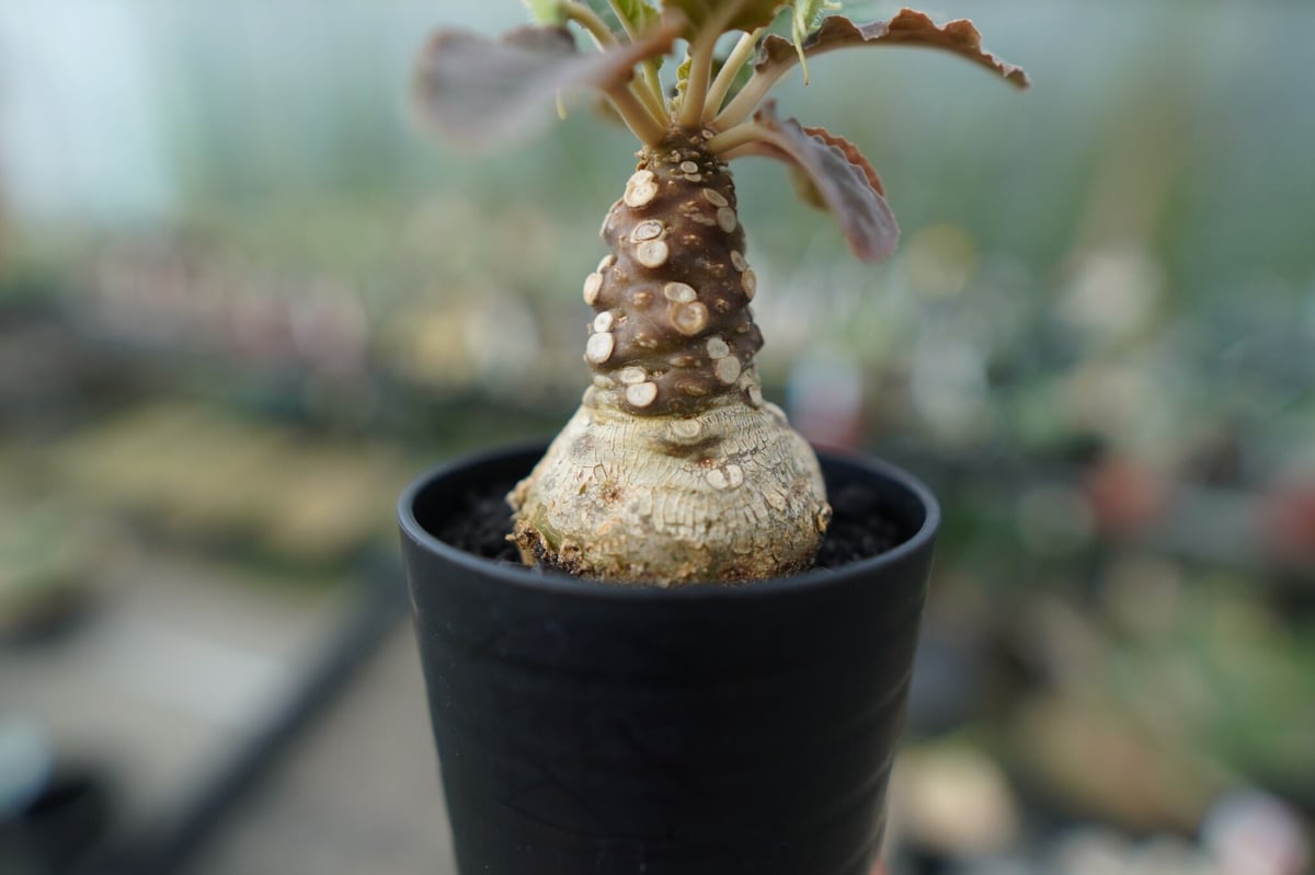 フォエチダ　斑入り ドルステニア フォエチダ 斑入り | GREEN LUCK