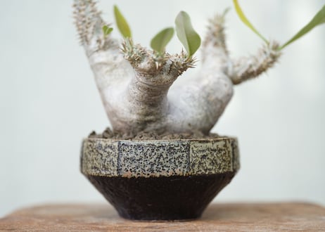 Pachypodium densiflorum