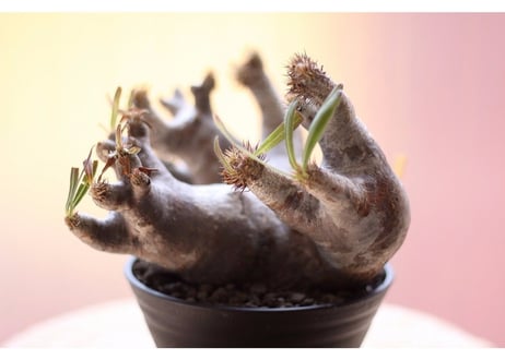 Pachypodium inopinatum  パキポディウム　イノピナツム  未発根
