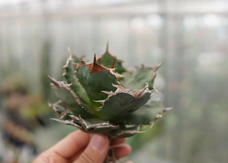 Agave titanota FO-76  F NO.4
