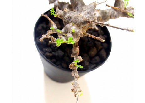 Commiphora sp. 'Eyl' コミフォラ エイル　№2
