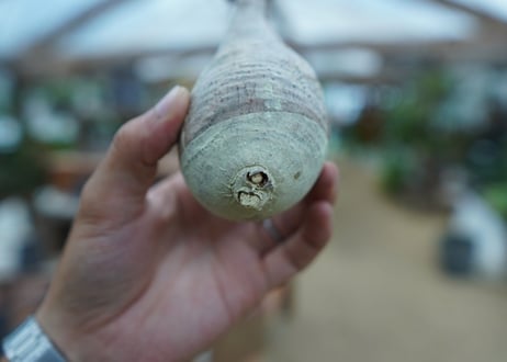 【抜き苗】パキポディウム　グラキリス　 Pachypodium Gracilius  No.8