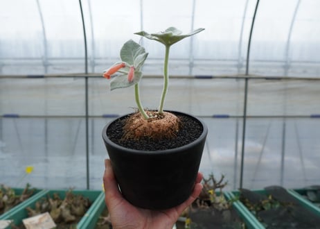 シンニンギア　断崖の女王　Sinningia leucotricha