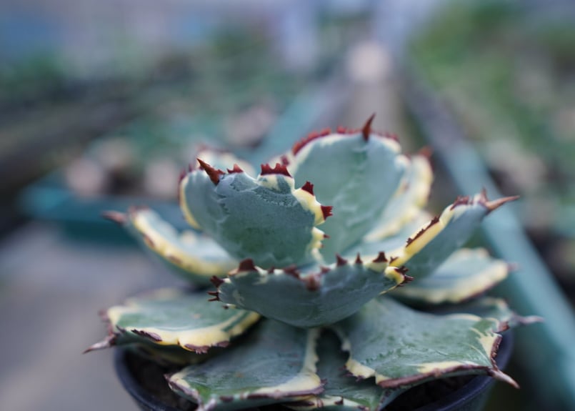 激レア アガベ 甲蟹錦 中斑入り 園芸ネット本店｜アガベ：兜蟹錦（カブトガニニシキ）3号ポット の通販