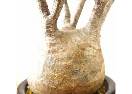 パキポディウム グラキリス Pachypodium Gracilius №1