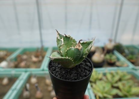 アガベ　チタノタ　白火焔　agave titanota white fire