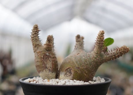 パキポディウム　マカイエンセ　Pachypodium Makayense　NO.2
